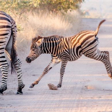 Thabamati Luxury Tented Camp Timbavati Greater Kruger Park wildlife 21