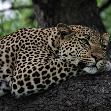 Thabamati Luxury Tented Camp Timbavati Greater Kruger Park wildlife 22