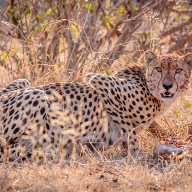 Thabamati Luxury Tented Camp Timbavati Greater Kruger Park wildlife 24