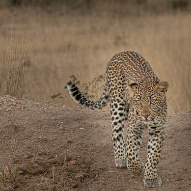 Thabamati Luxury Tented Camp Timbavati Greater Kruger Park wildlife 25