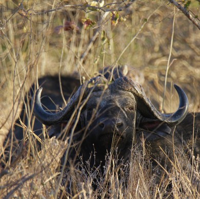 Thabamati Luxury Tented Camp Timbavati Greater Kruger Park wildlife 27
