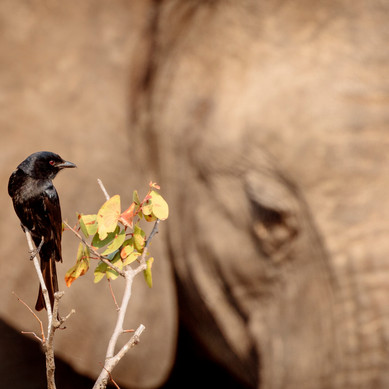 Thabamati Luxury Tented Camp Timbavati Greater Kruger Park wildlife 34