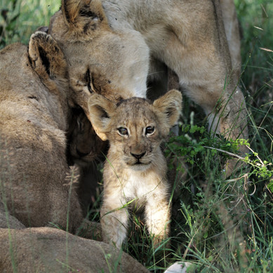 Thabamati Luxury Tented Camp Timbavati Greater Kruger Park wildlife 35