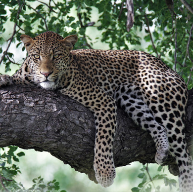 Thabamati Luxury Tented Camp Timbavati Greater Kruger Park wildlife 43