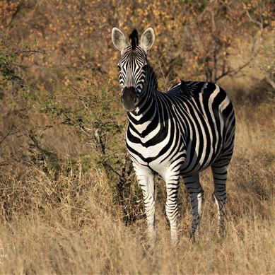 Thabamati Luxury Tented Camp Timbavati Greater Kruger Park wildlife 46