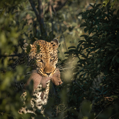 Thabamati Luxury Tented Camp Timbavati Greater Kruger Park wildlife 48
