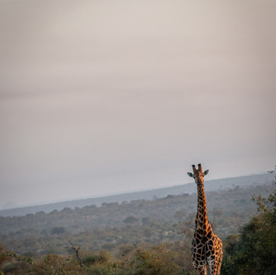 Thabamati Luxury Tented Camp Timbavati Greater Kruger Park wildlife 5