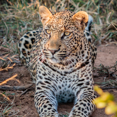 Thabamati Luxury Tented Camp Timbavati Greater Kruger Park wildlife 9