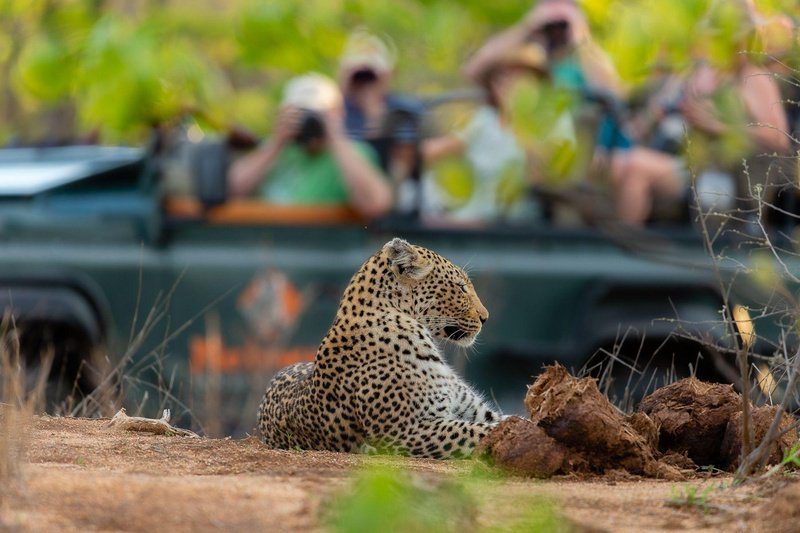 Java Camp – Motswari Hideaways – Timbavati Private Reserve – Kruger National Park