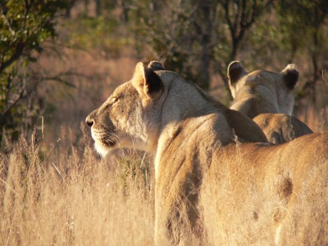 Clifftop Exclusive Safari Hideaway Welgevonden Limpopo 36