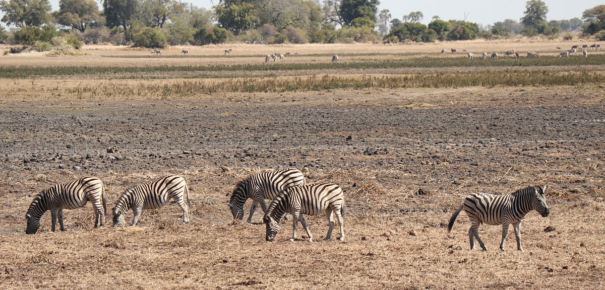 Pom Pom Safari Camp in Okavango Delta Botswana 8