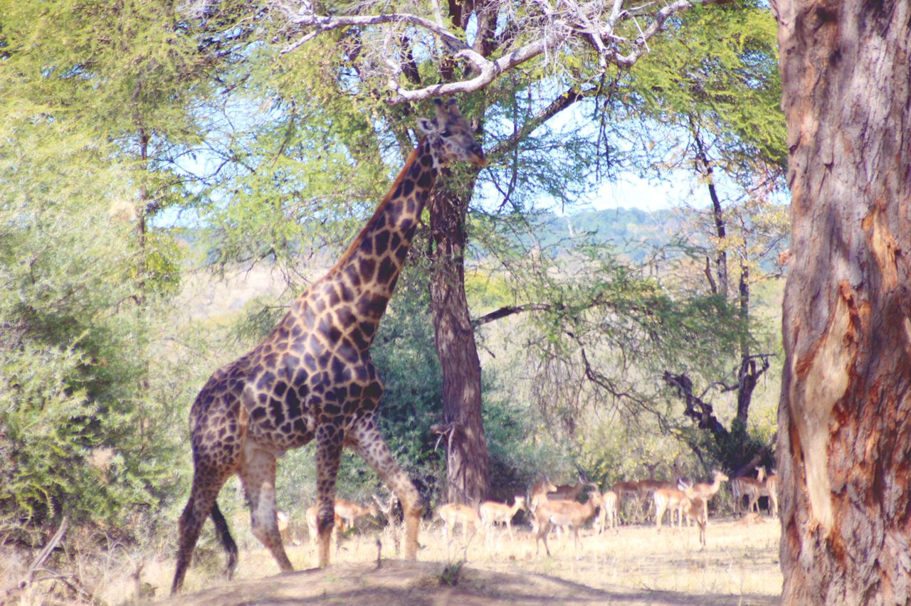 Matetsi Victoria Falls Matetsi Private Game Reserve Zimbabwe 2
