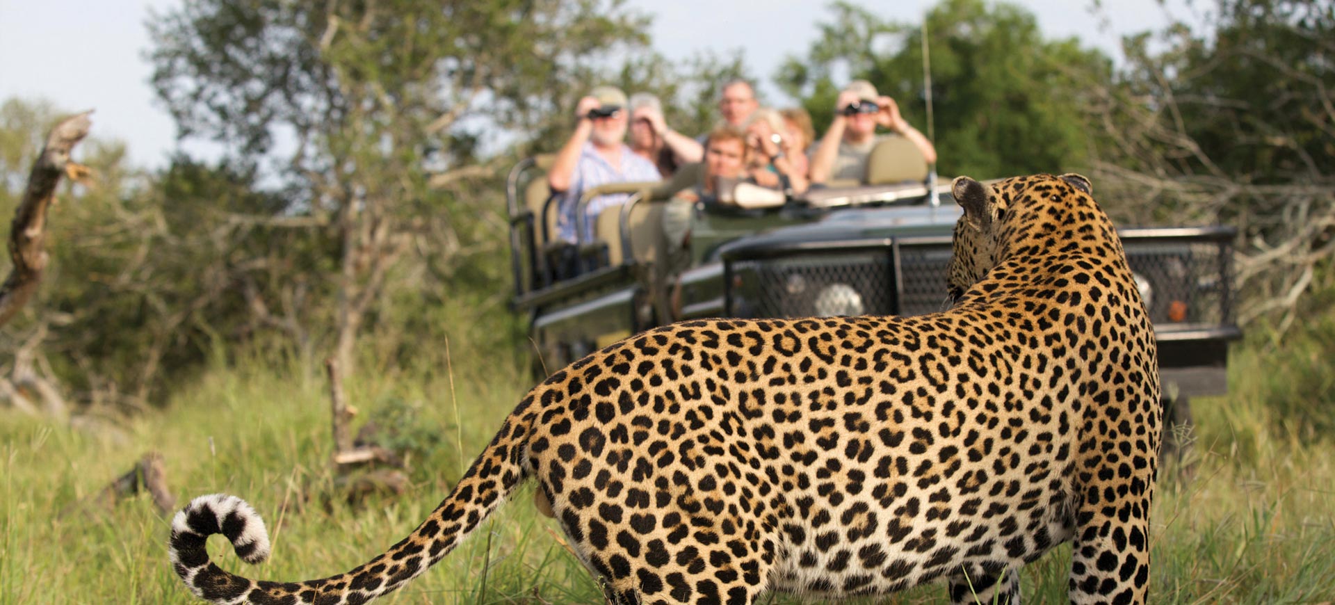 Safari Game Drive Kruger Park leopard
