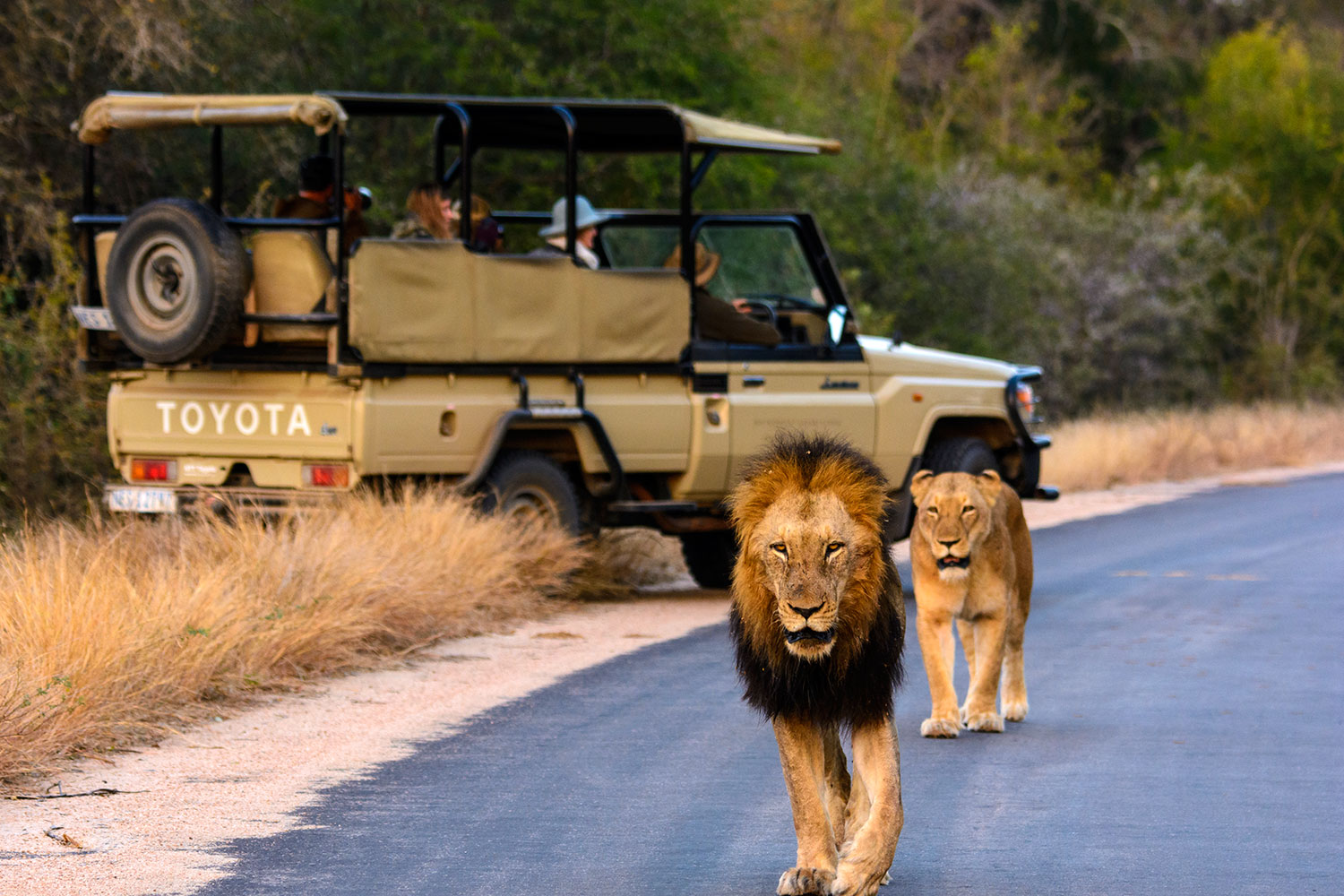 kruger game drive lions