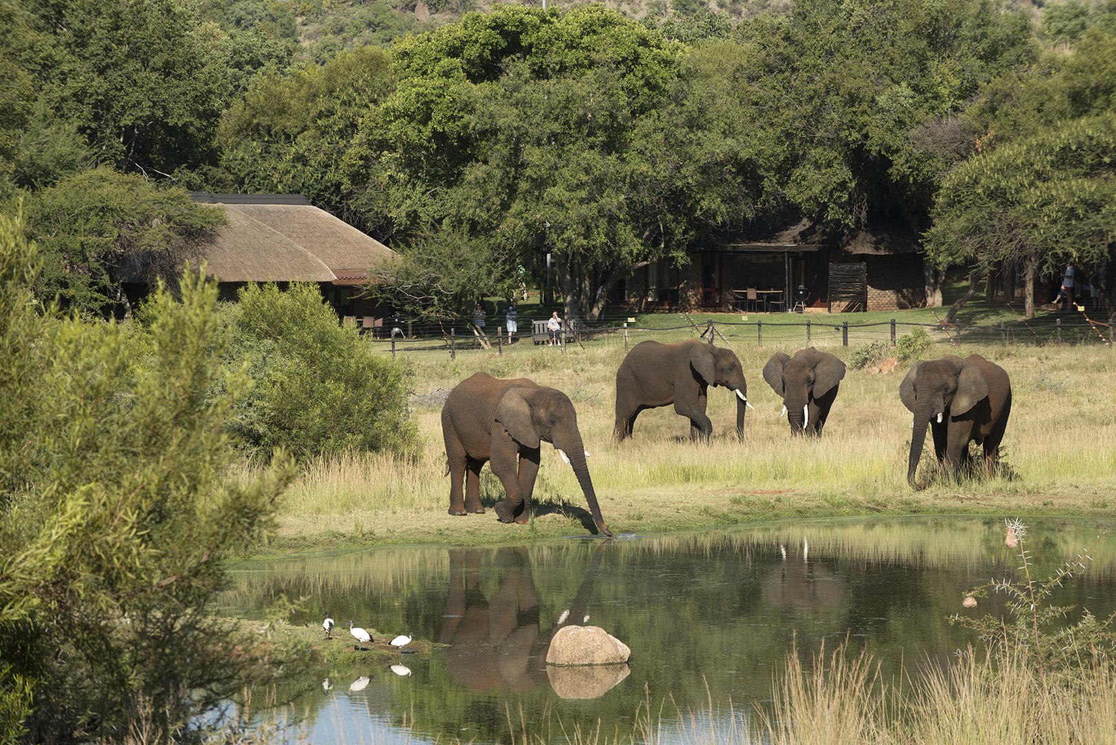Bakubung Bush Lodge Pilanesberg Game Reserve 12