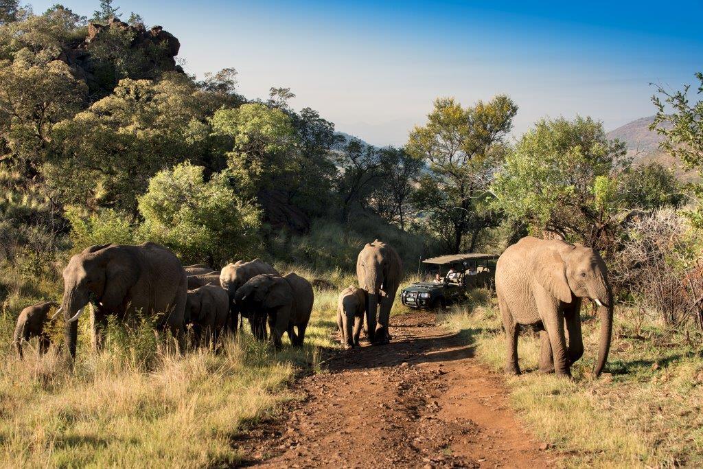 Kwa Maritane Bush Lodge Pilanesberg Game Reserve 9