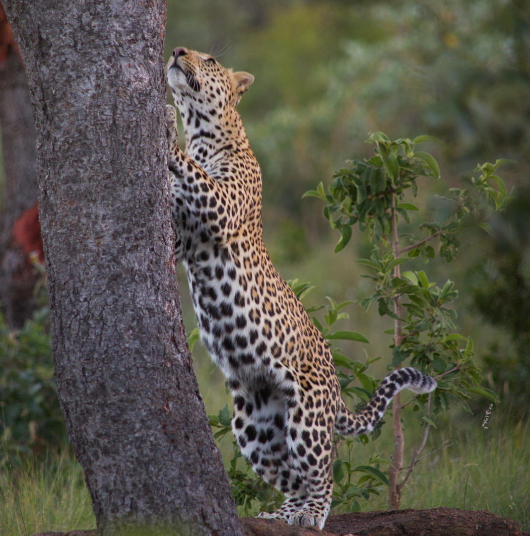 Makweti Safari Lodge Welgevonden Game Reserve 13