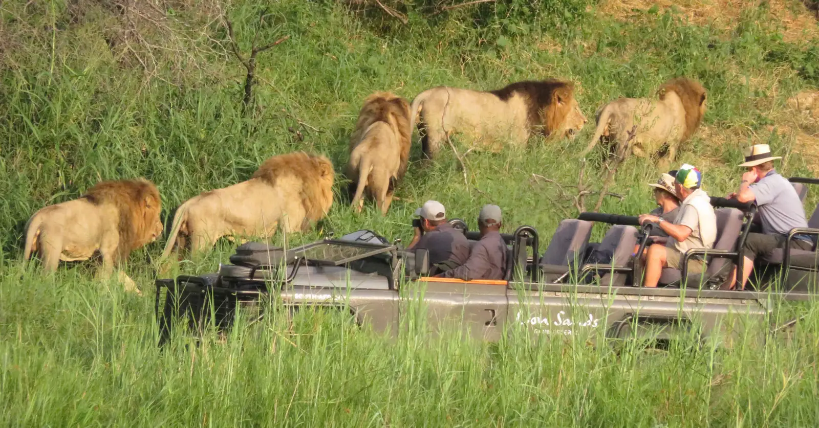 Why is Sabi Sand Private Game Reserve So Special? The Ultimate South