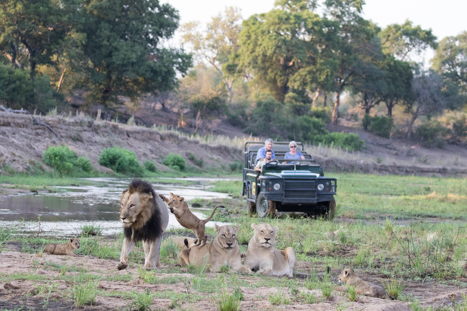 MalaMala Wildlife Sightings – The Ultimte Big Five Safari Experience