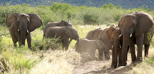 elephants in tau