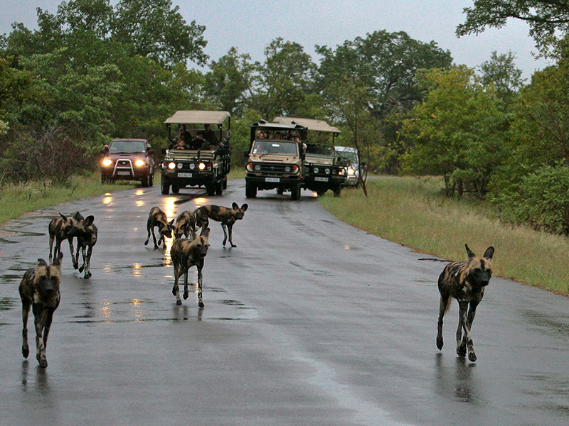 kruger game drive wild dogs
