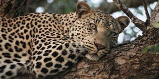 leopard kruger safari