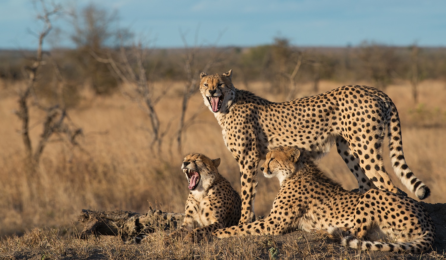 madikwe cheetahs-big-five-game-drives-madikwe-malaria-free-safari