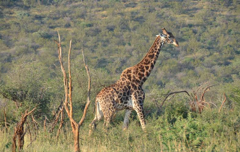 motswiri private safari lodge giraffe