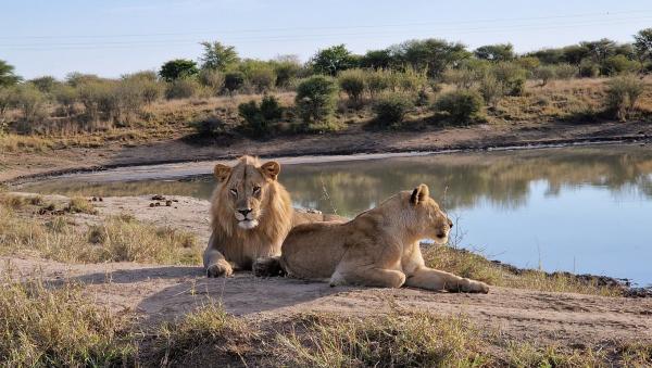 motswiri private safari lodge lions