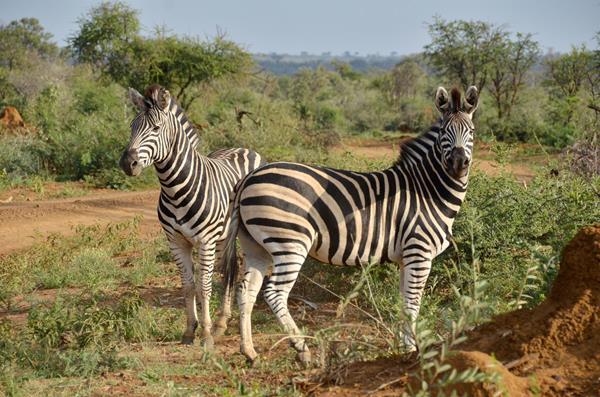 motswiri zebras