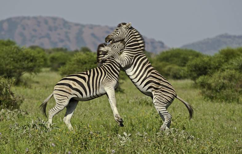 mateya safari lodge zebra 786x500