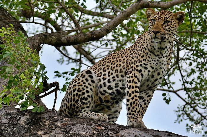 A Look At The Past And Present Of The Leopards Of Sabi Sands Sabi 