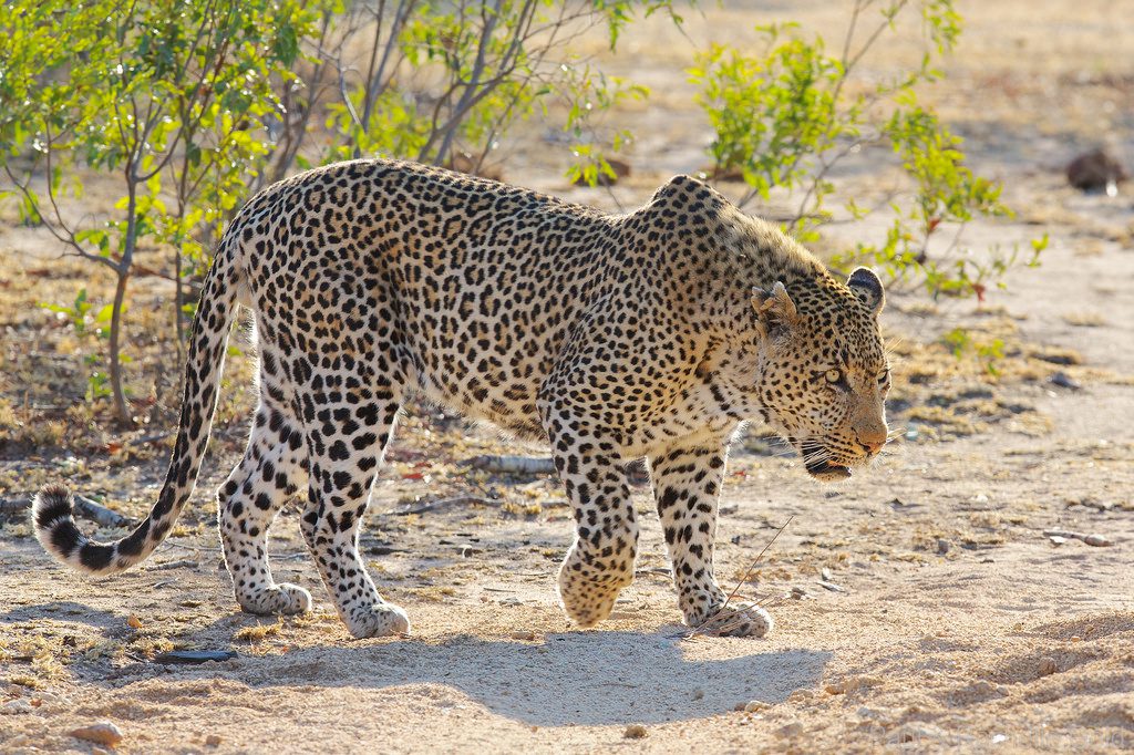 A Look At The Past And Present Of The Leopards Of Sabi Sands Sabi 