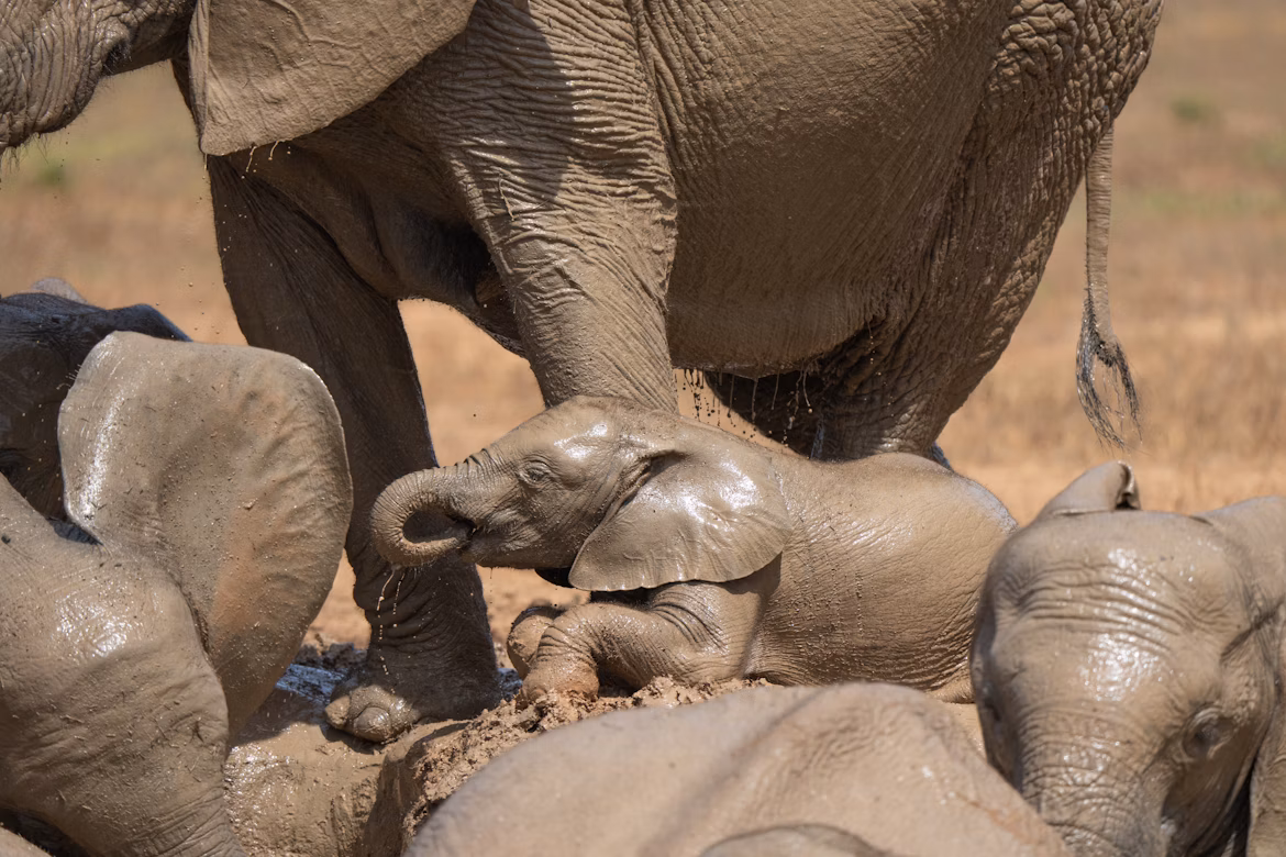 baby wildlife elephant