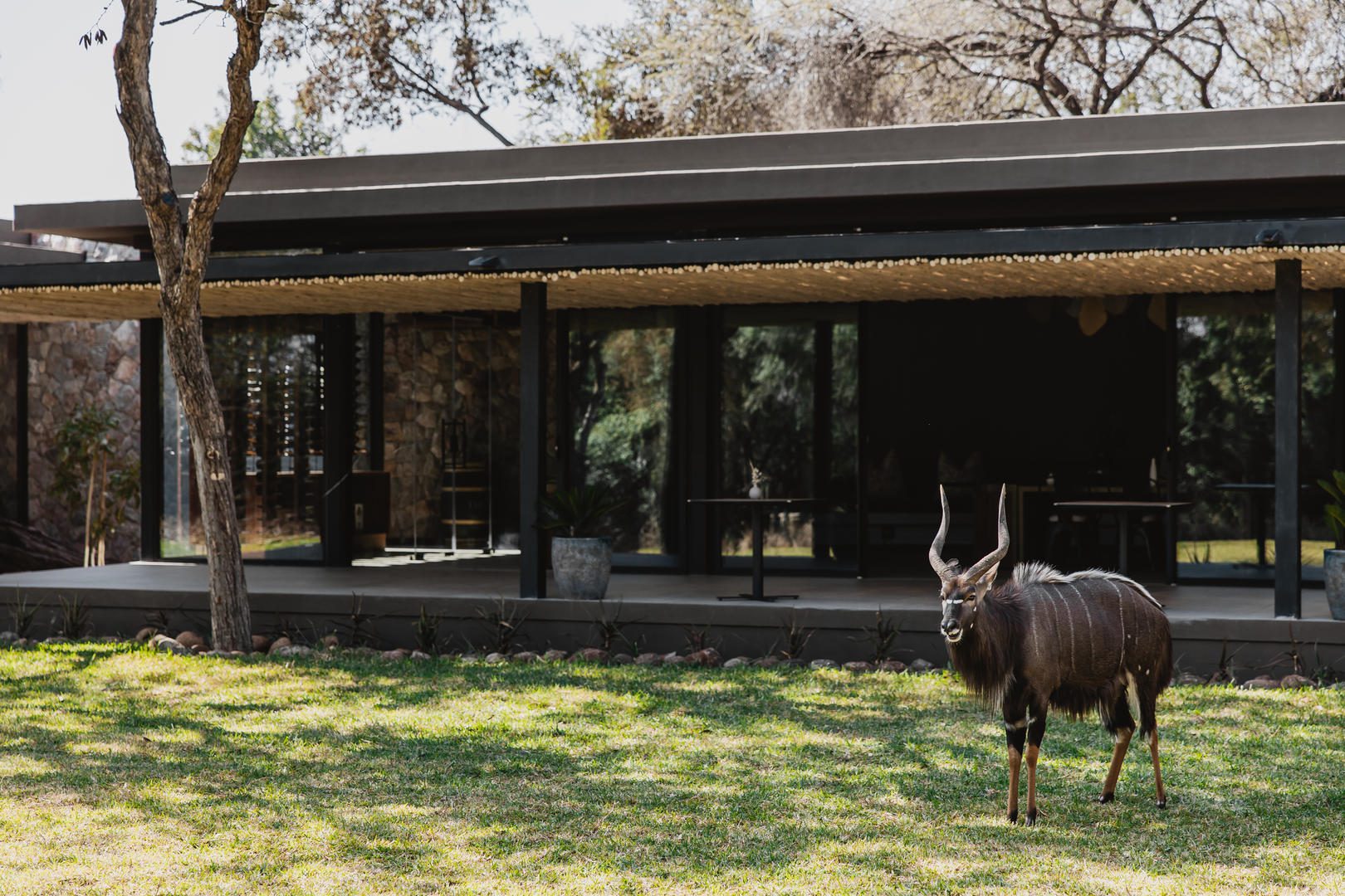 tanda tula safari camp new images ()
