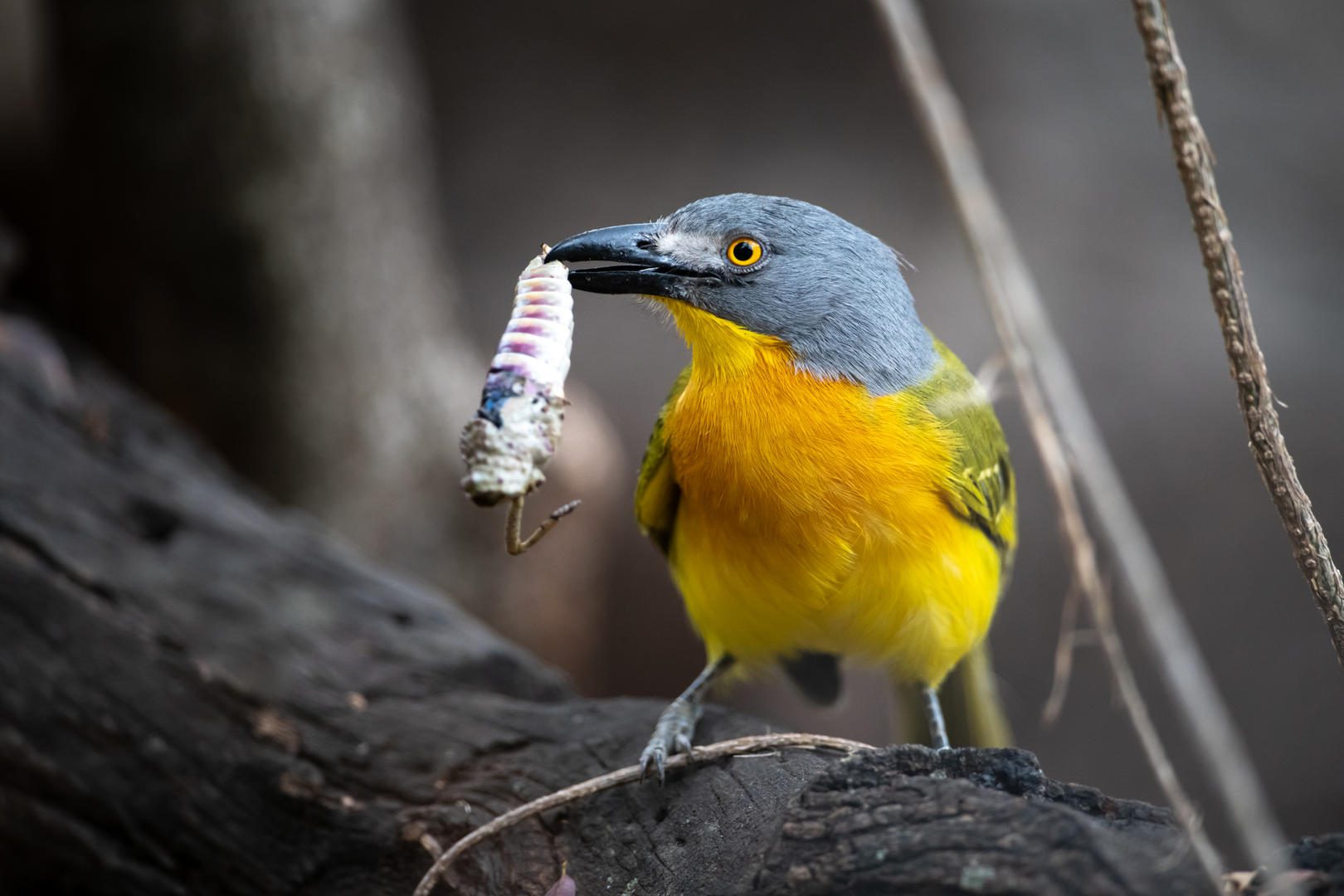 Grey headed bushshrike