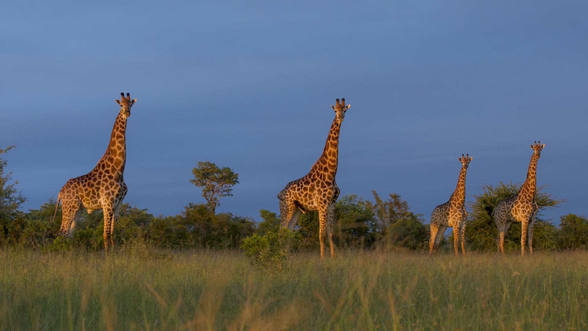 Singita Ebony Lodge