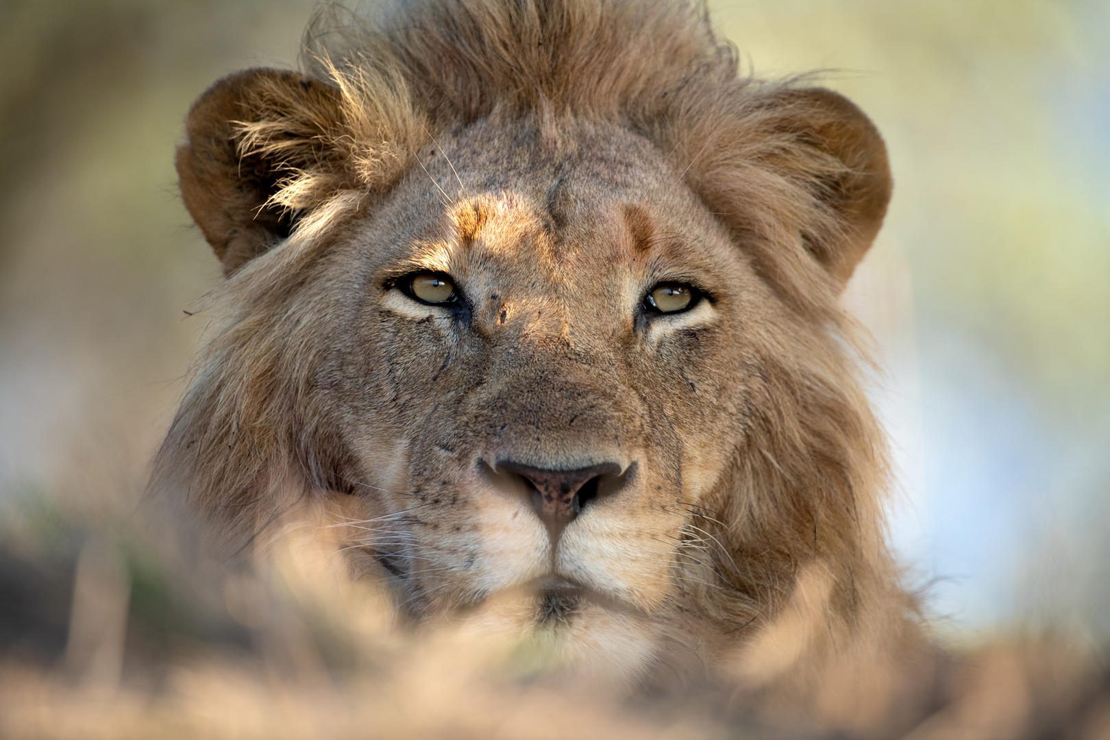 Singita Ebony Lodge