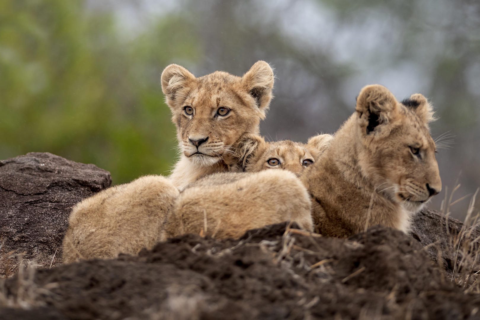 Singita Ebony Lodge