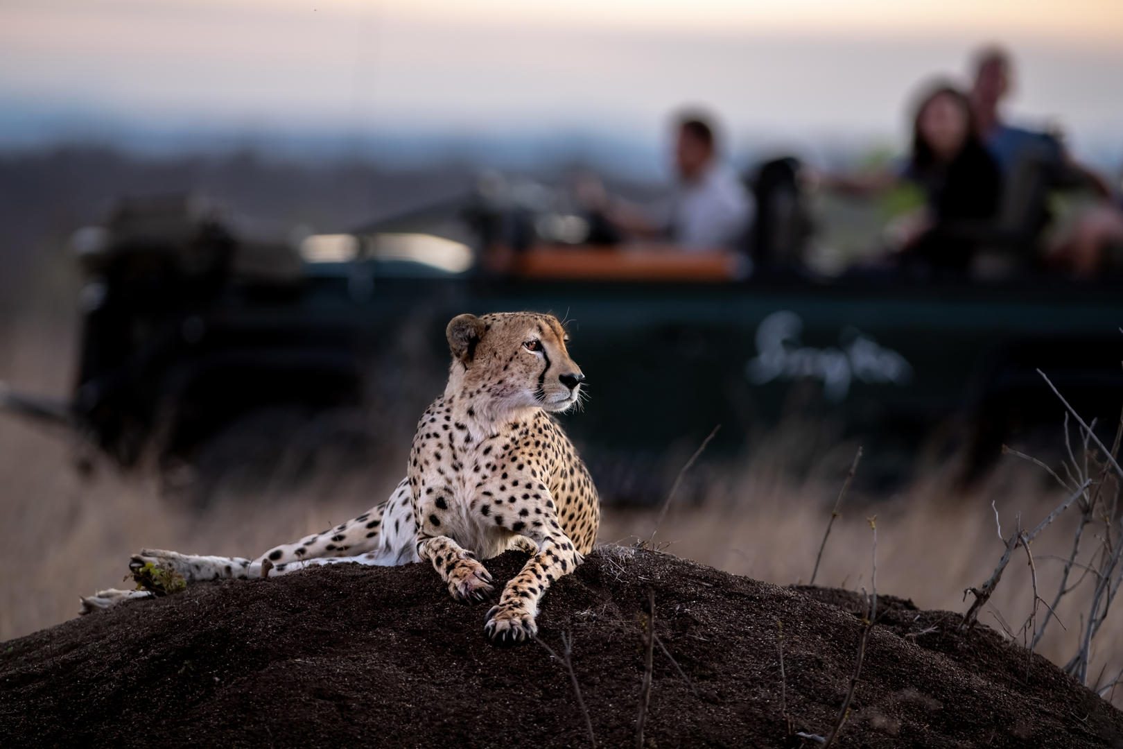 cheetah singita sabi sand ross couper