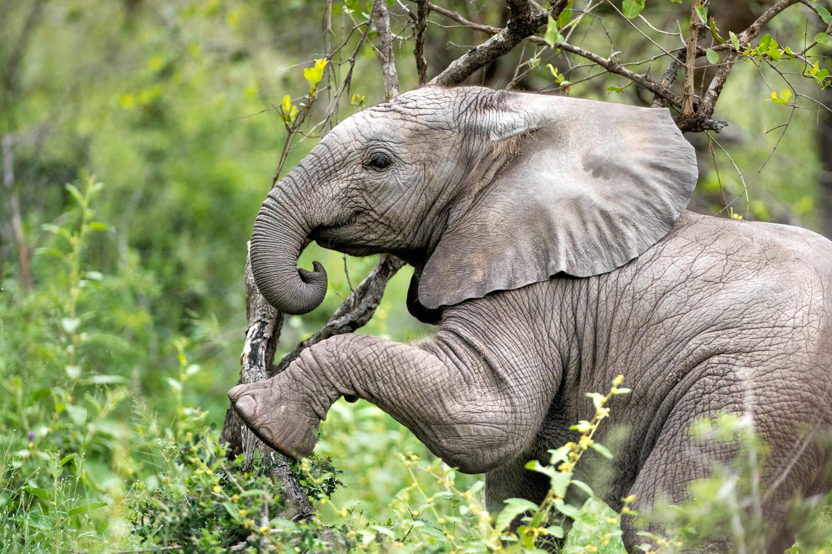 elephant singita sabi sand ross couper