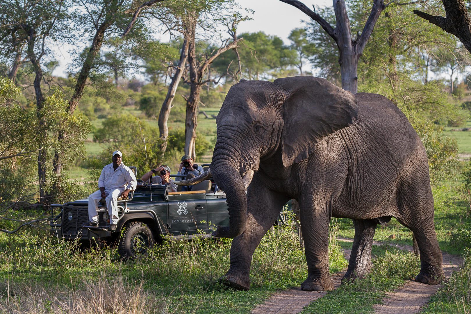 elephant bull don heyneke