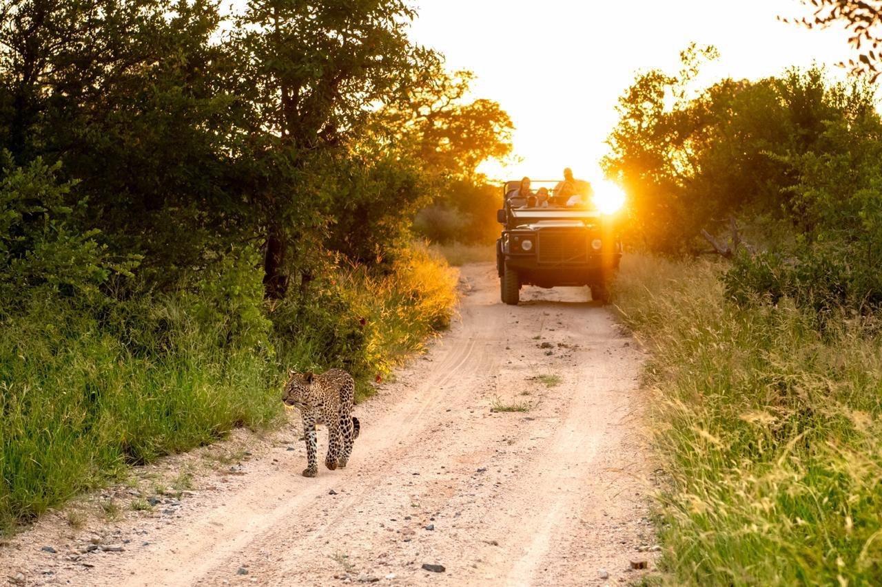 leopard singita sabi sand ross couper