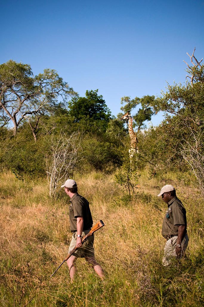 lion sands safari bush walk preview