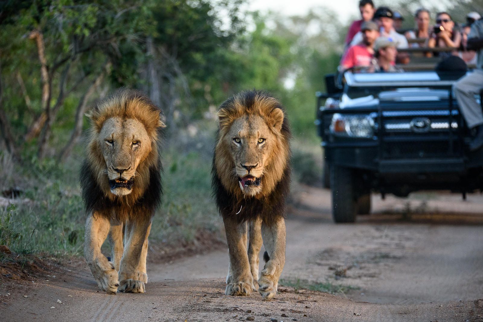 safari