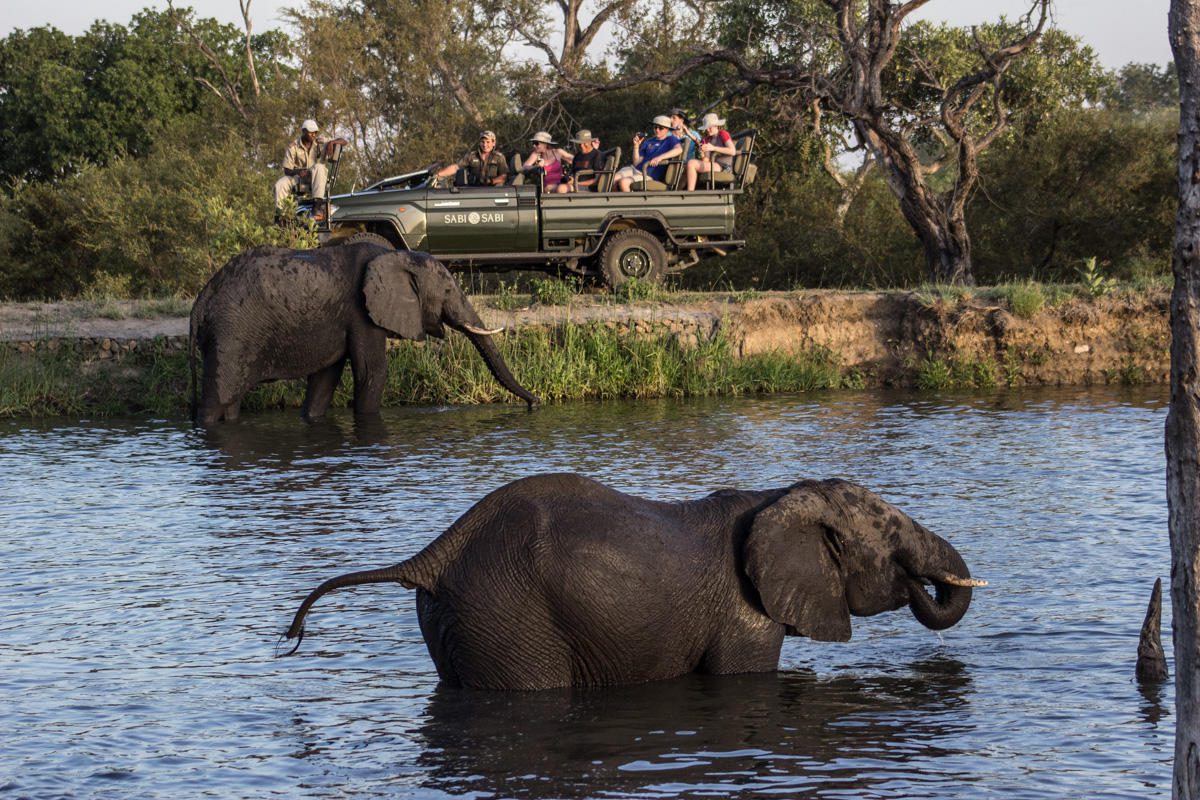 safari
