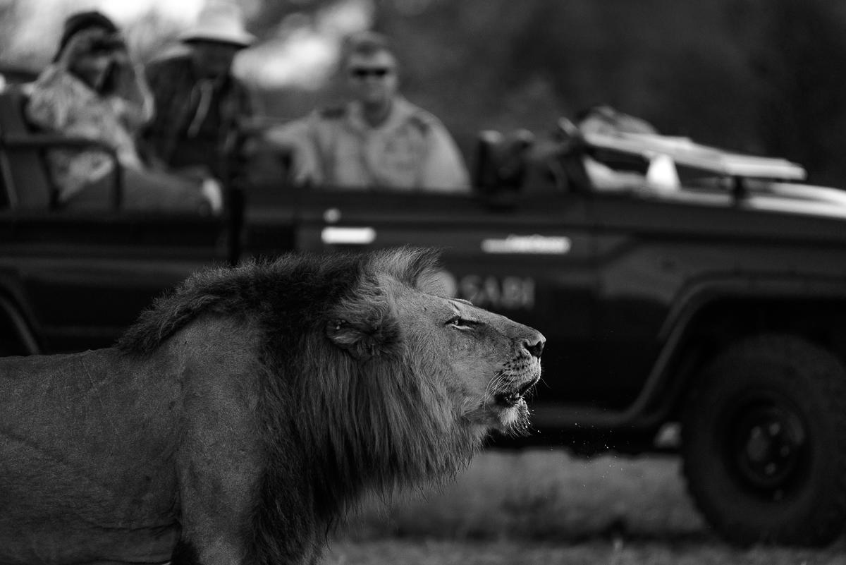safari