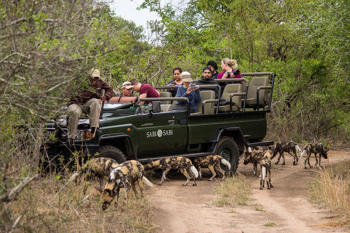safari