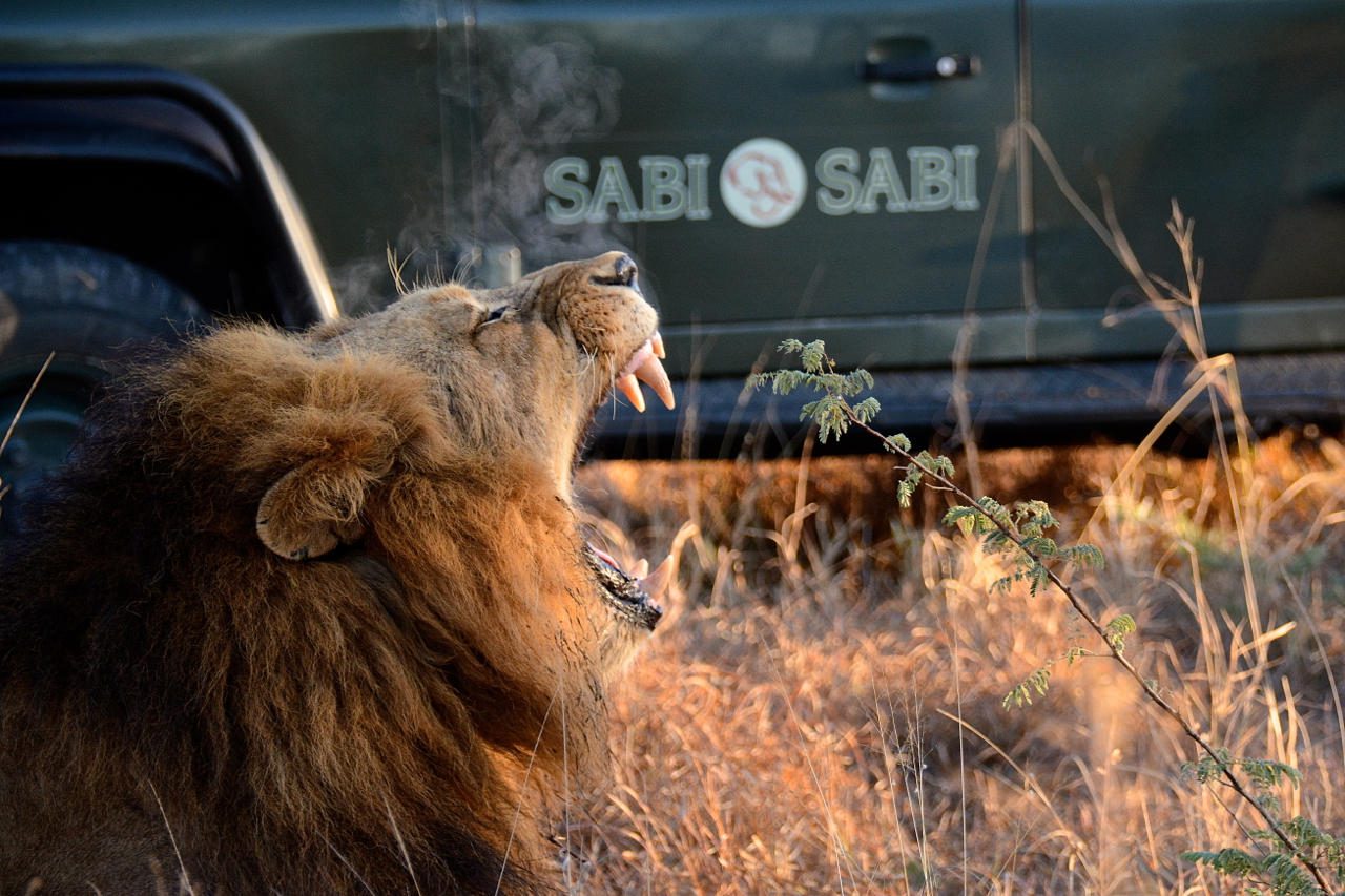 safari
