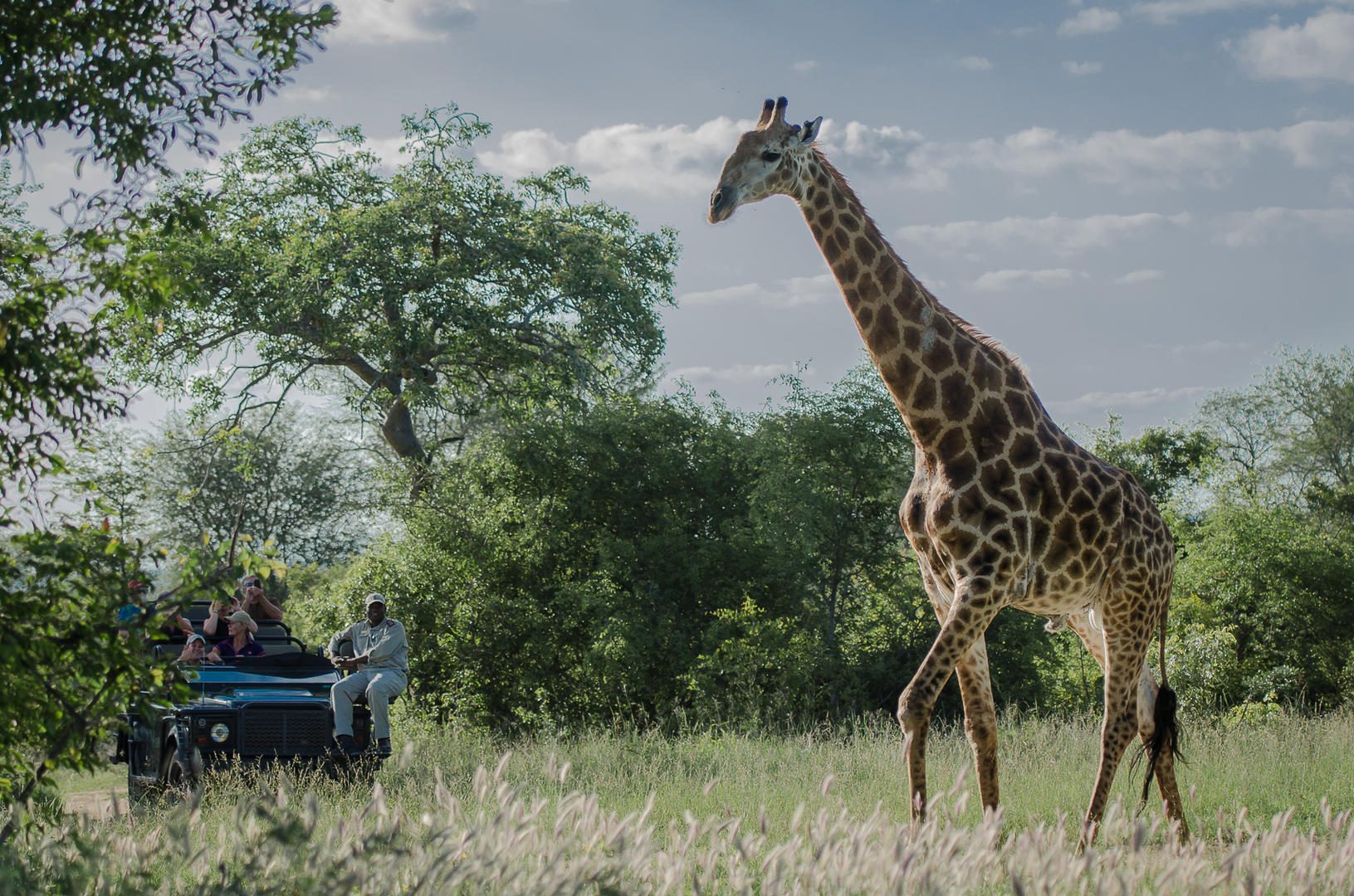safari